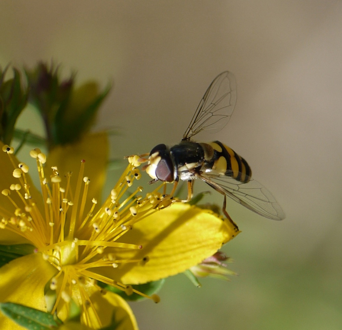 Native bee on St Johns Wart