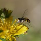 Native bee on St Johns Wart