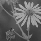 Native flowers.