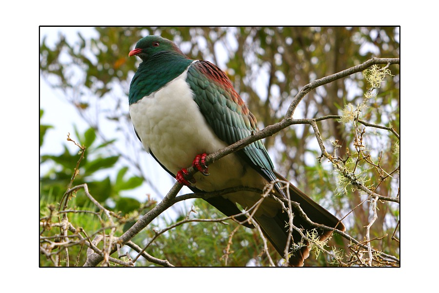 Native New Zealand Wood Pigeon