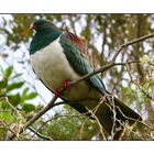 Native New Zealand Wood Pigeon