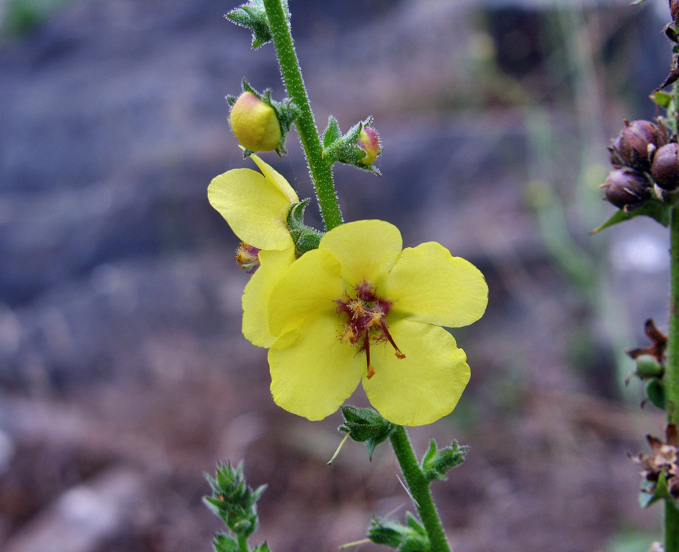 Native Wildflower