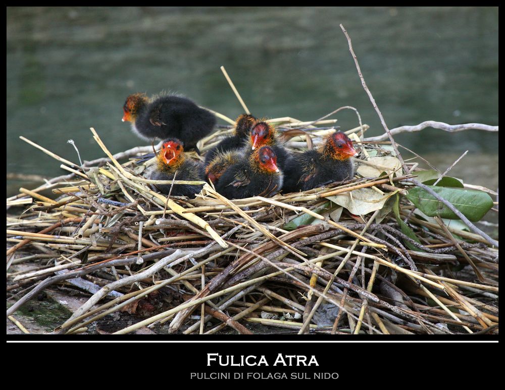 ... natività ...