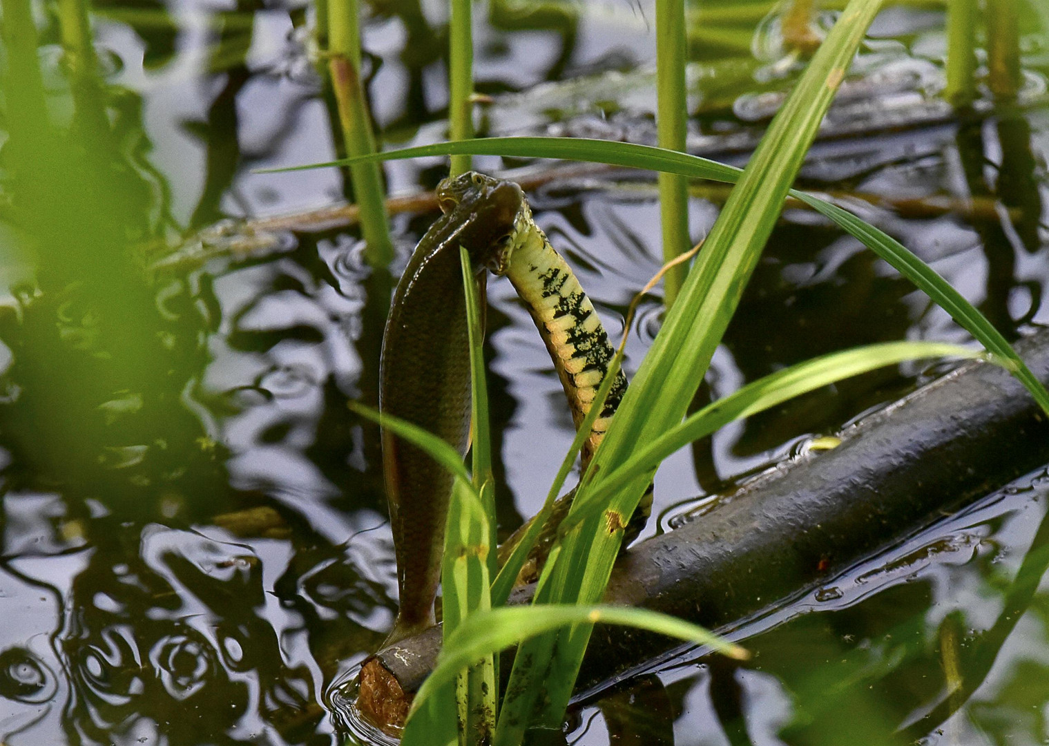 Natrice Tessellata con cattura