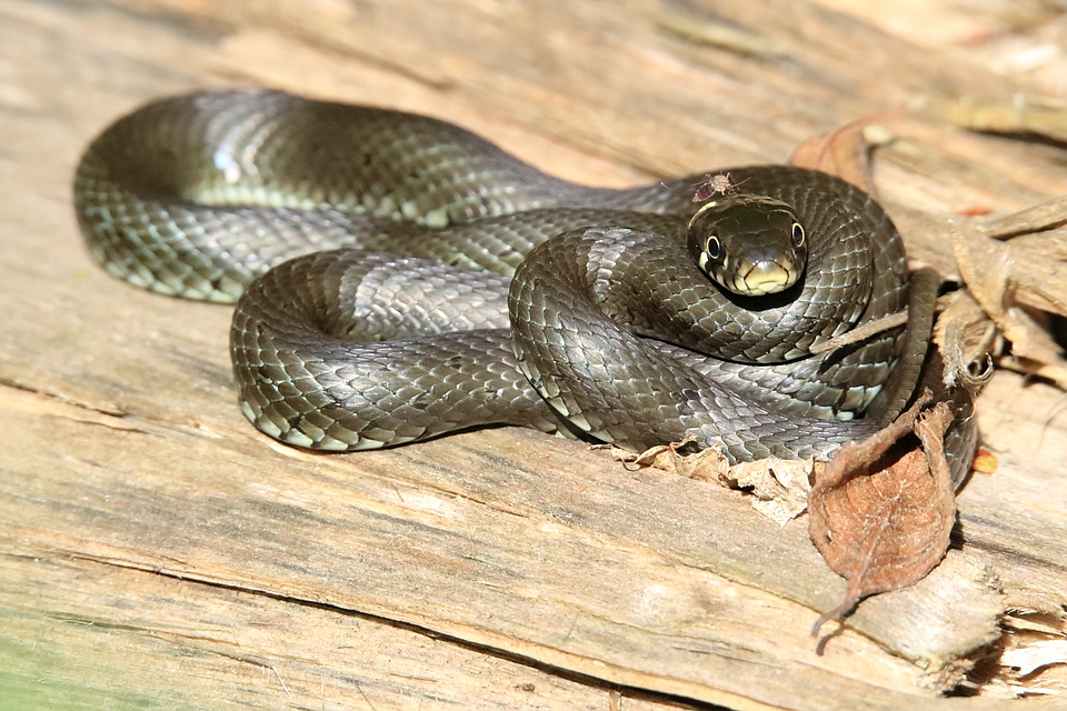 Natrix mit Mücke