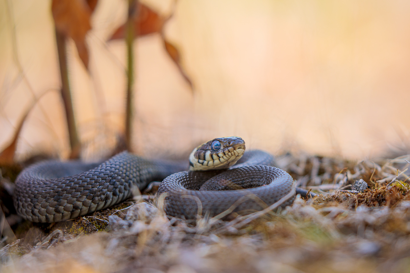 Natrix n. helvetica