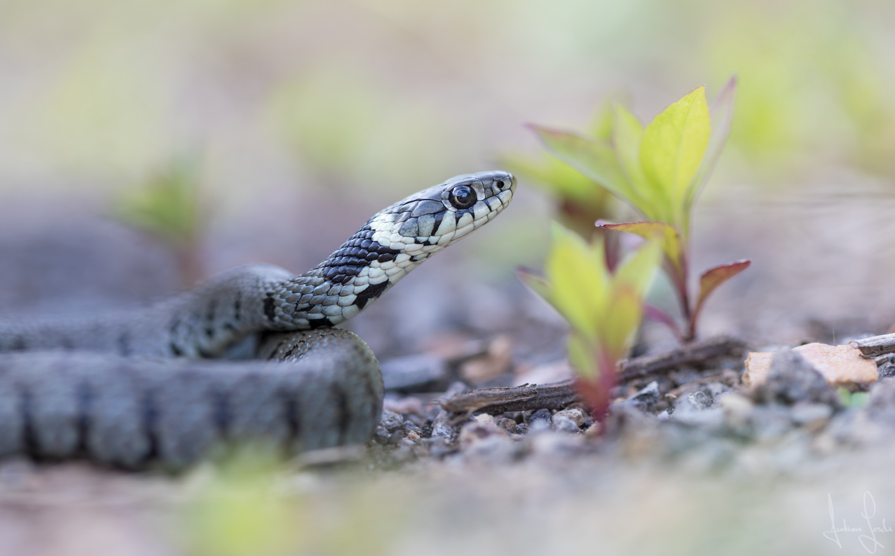 Natrix n. helvetica