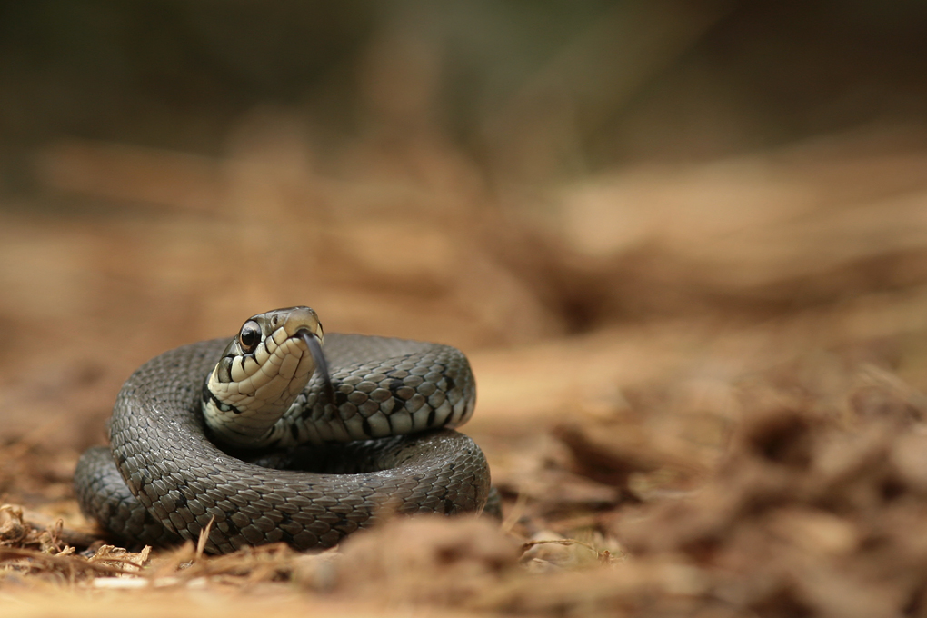 Natrix n. Helvetica