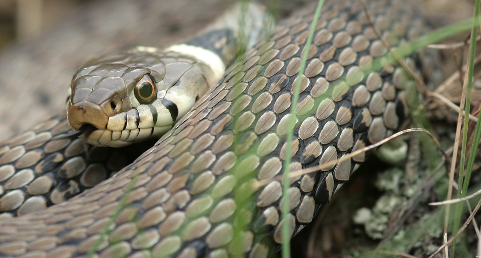 Natrix n. helvetica