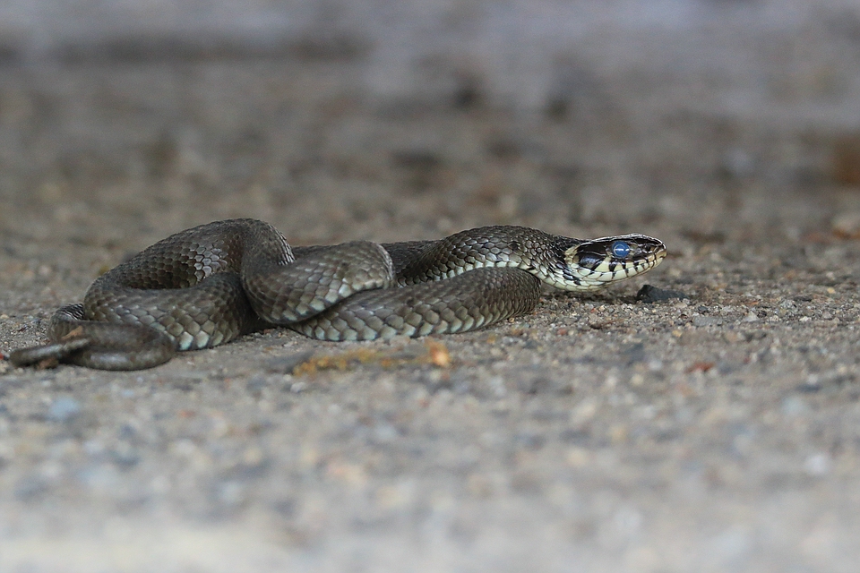 Natrix nach Häutung