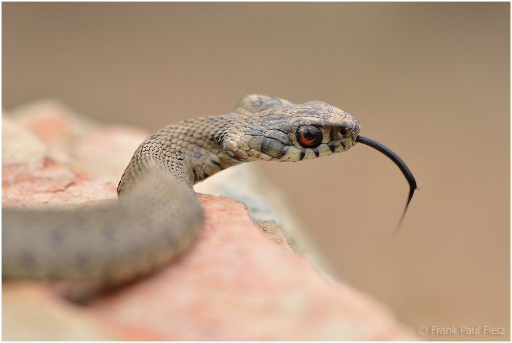 Natrix natrix astreptophora