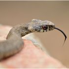 Natrix natrix astreptophora