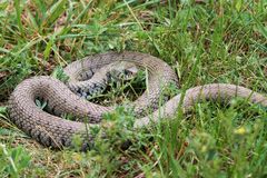 (Natrix natrix helvetica) Vogesen Frankreich