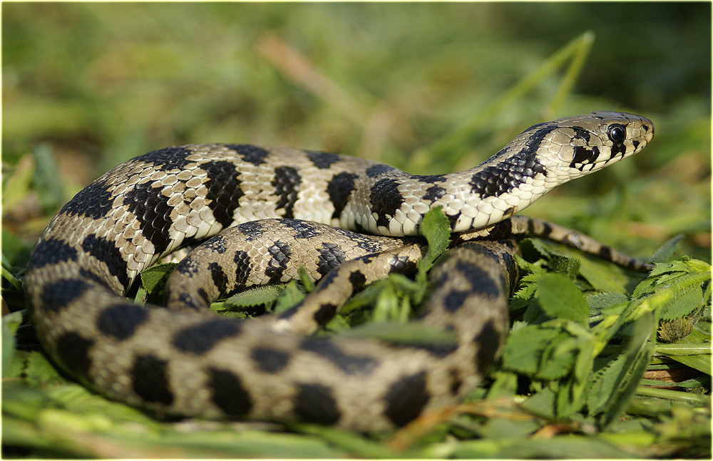 Natrix natrix schweizeri / Milosringelnatter