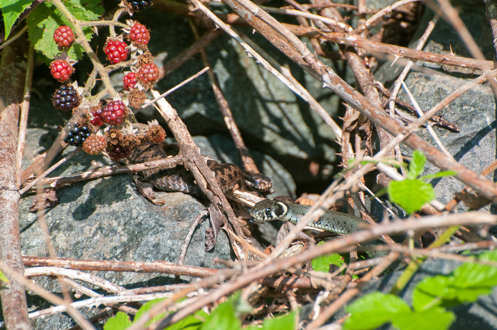 Natrix natrix & Vipera berus