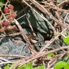 Natrix natrix & Vipera berus