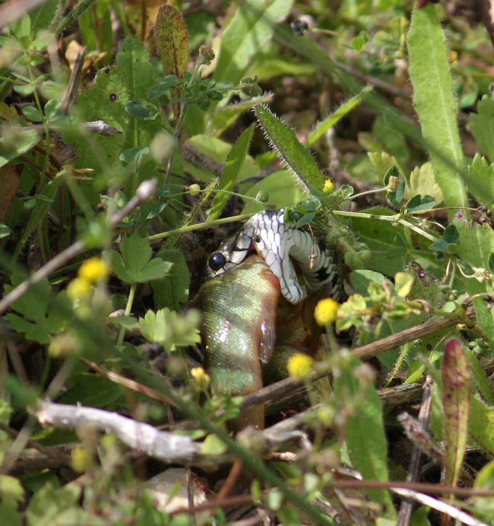 Natrix n.helvetica mit Fisch