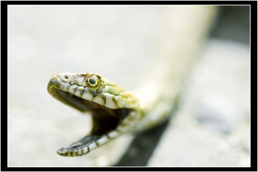 Natrix tesselata