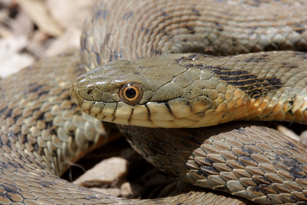 Natrix tessellata