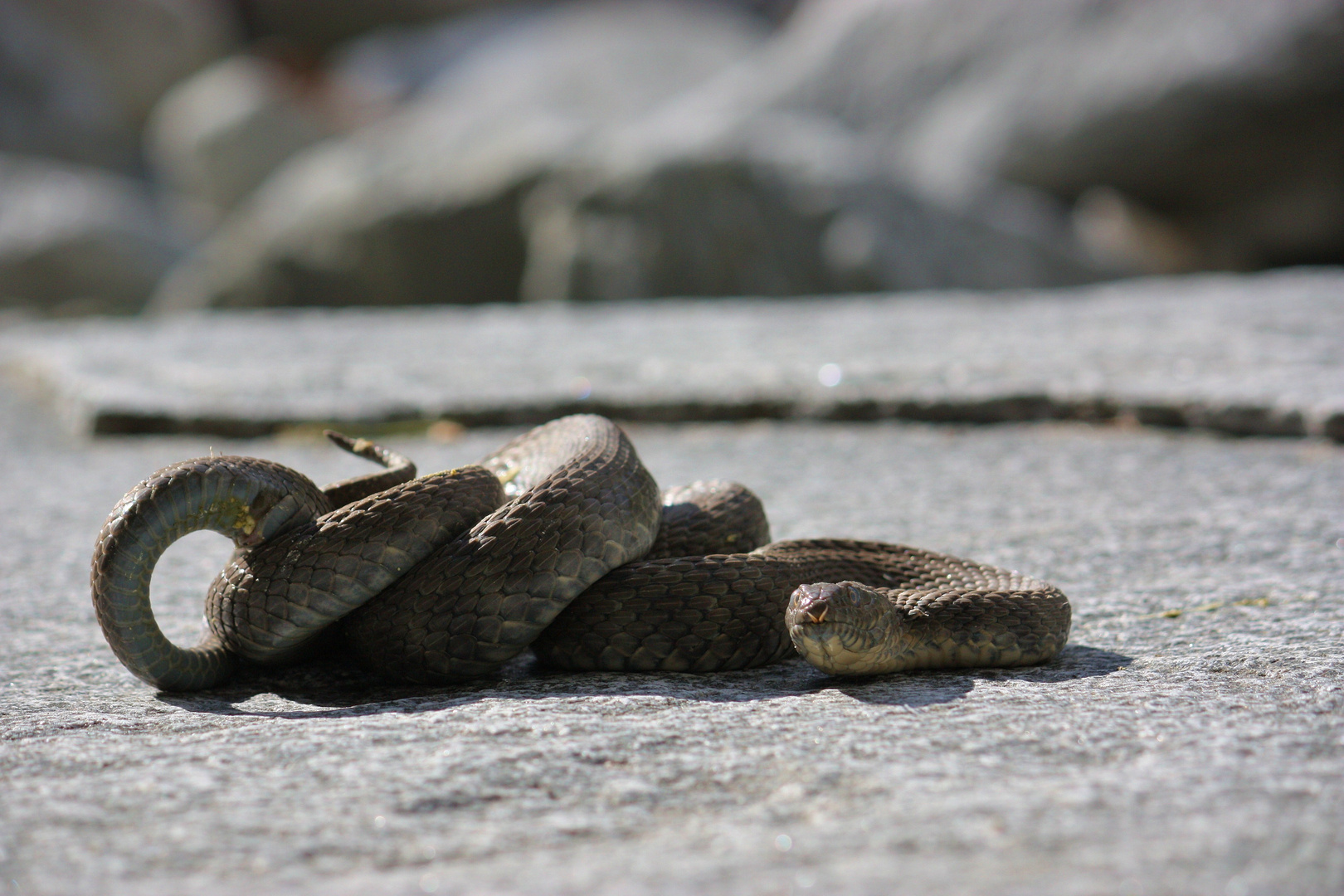 Natrix tessellata