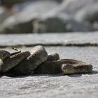 Natrix tessellata