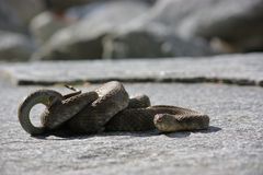 Natrix tessellata