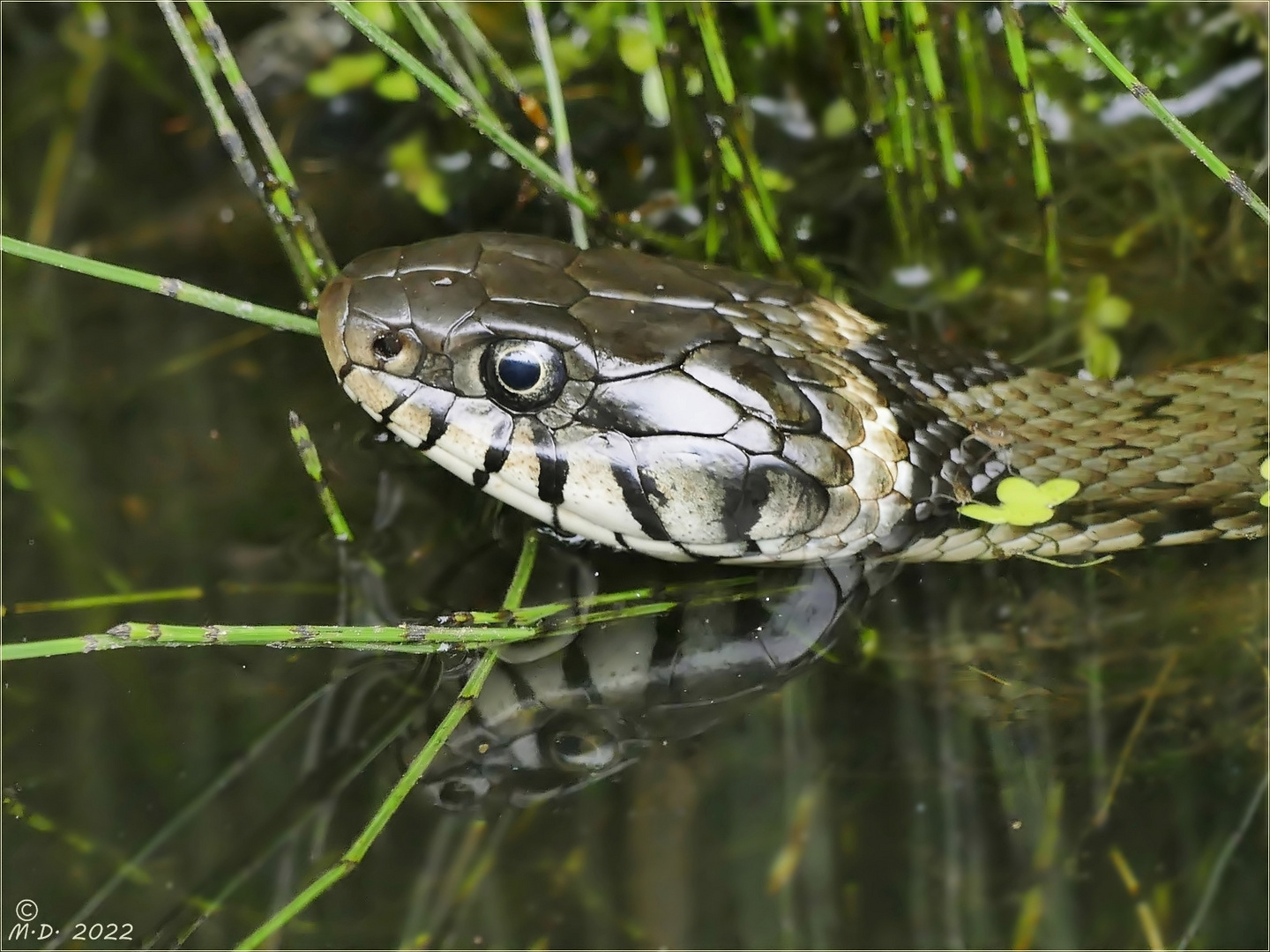 Natrix,unser Sommergast ist wieder da!