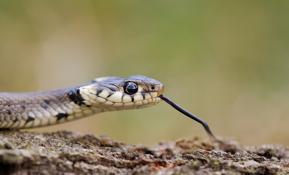 Natter Foto & Bild tiere, wildlife, amphibien & reptilien Bilder