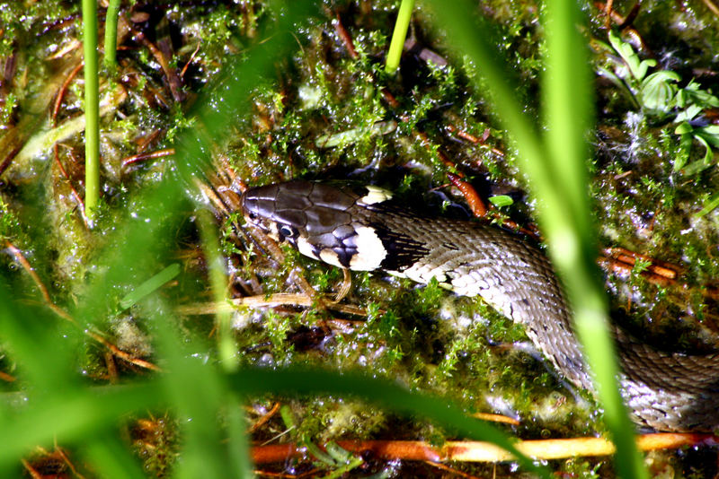 Natter auf der Lauer