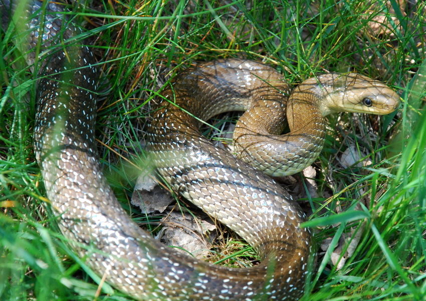 Natter? Foto & Bild tiere, wildlife, amphibien & reptilien Bilder auf
