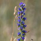 Natterkopf (Echium vulgare) mit unscharfen Flugobjekt und mit einem Schmetterling