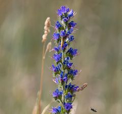 Natterkopf (Echium vulgare) mit unscharfen Flugobjekt und mit einem Schmetterling