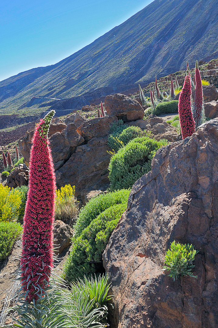 Natternköpfe auf dem Weg zum Teide