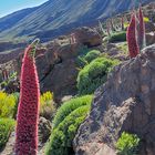 Natternköpfe auf dem Weg zum Teide