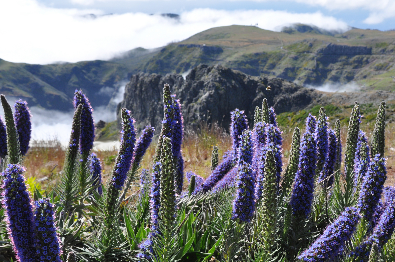 Natternköpfe auf Madeira