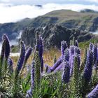 Natternköpfe auf Madeira