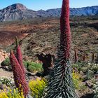  Natternköpfe, el tajinaste, auf dem Weg zum Teide