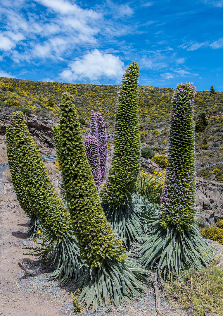 Natternköpfe (*) im hohen Norden der Kanaren-Insel La Palma