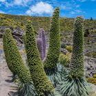 Natternköpfe (*) im hohen Norden der Kanaren-Insel La Palma