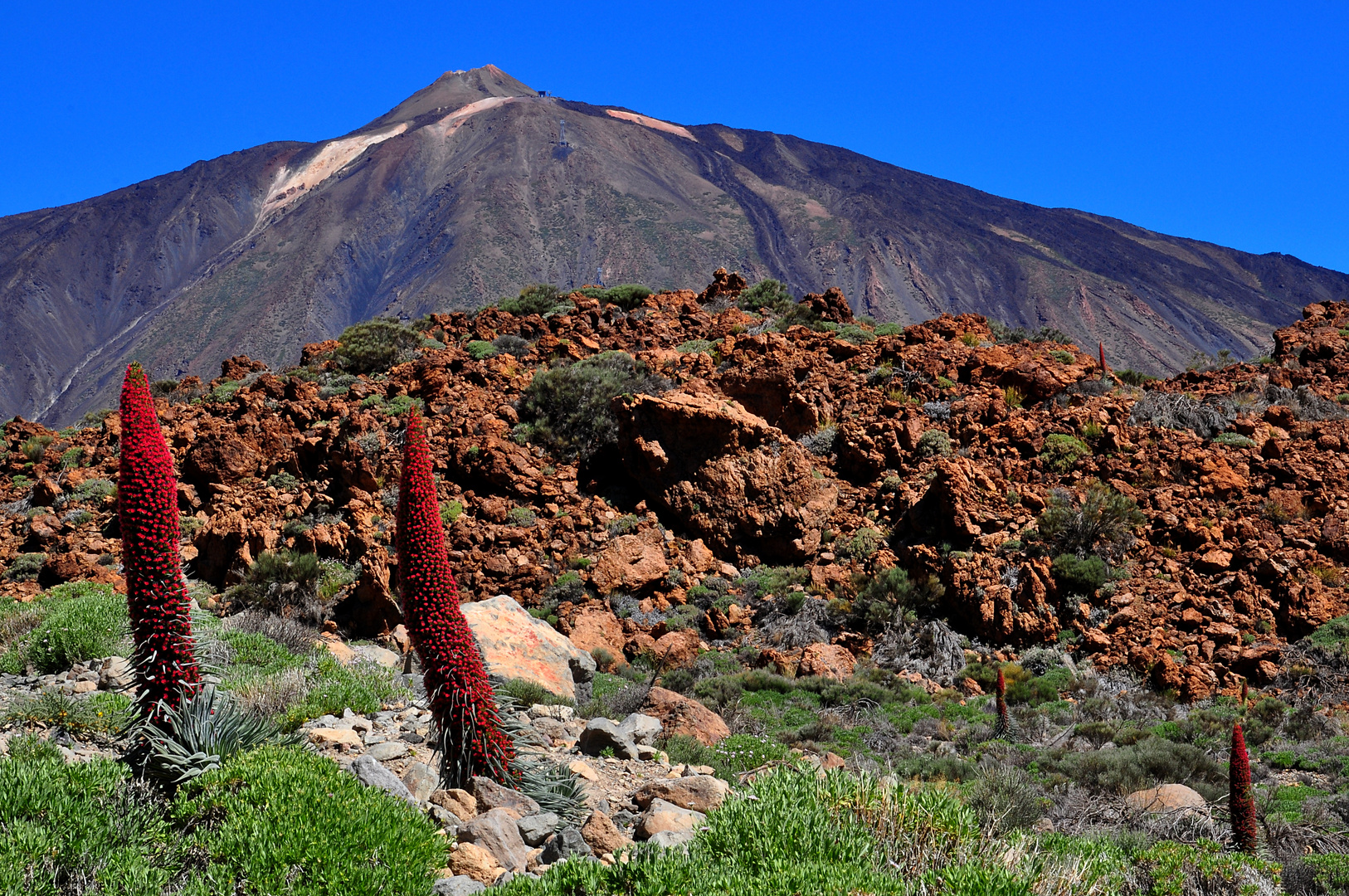 Natternköpfe vorm Teide