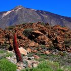 Natternköpfe vorm Teide