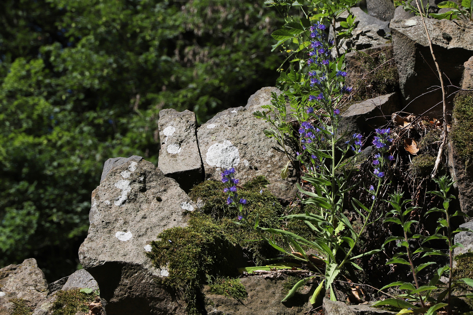 Natternkopf auf Basaltfelsen am Ulmenstein (2019_06_27_EOS 6D Mark II_4299_ji)