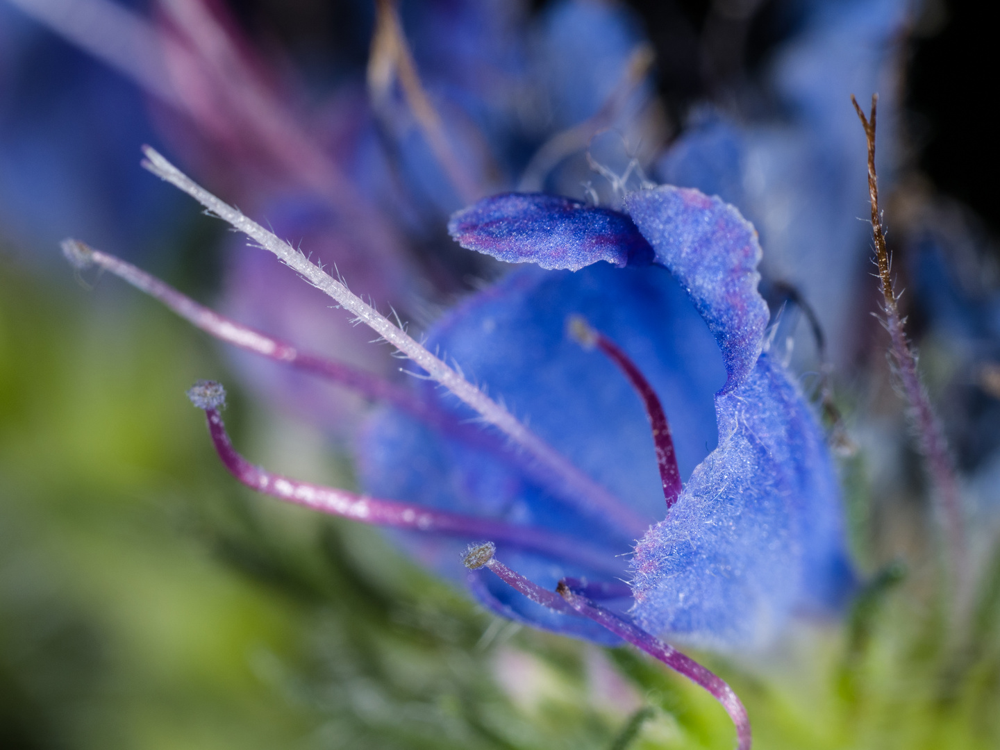 Natternkopf  Blüte