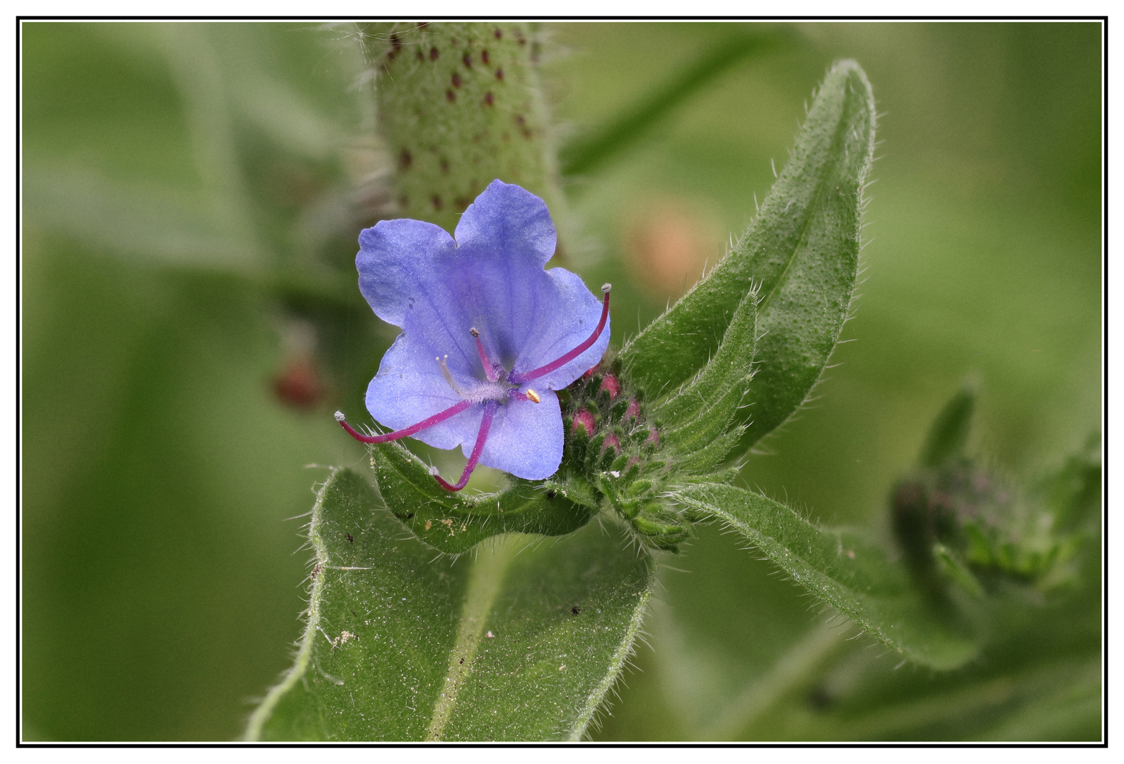 Natternkopf Blüte, (Echium vulgare)