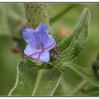 Natternkopf Blüte, (Echium vulgare)