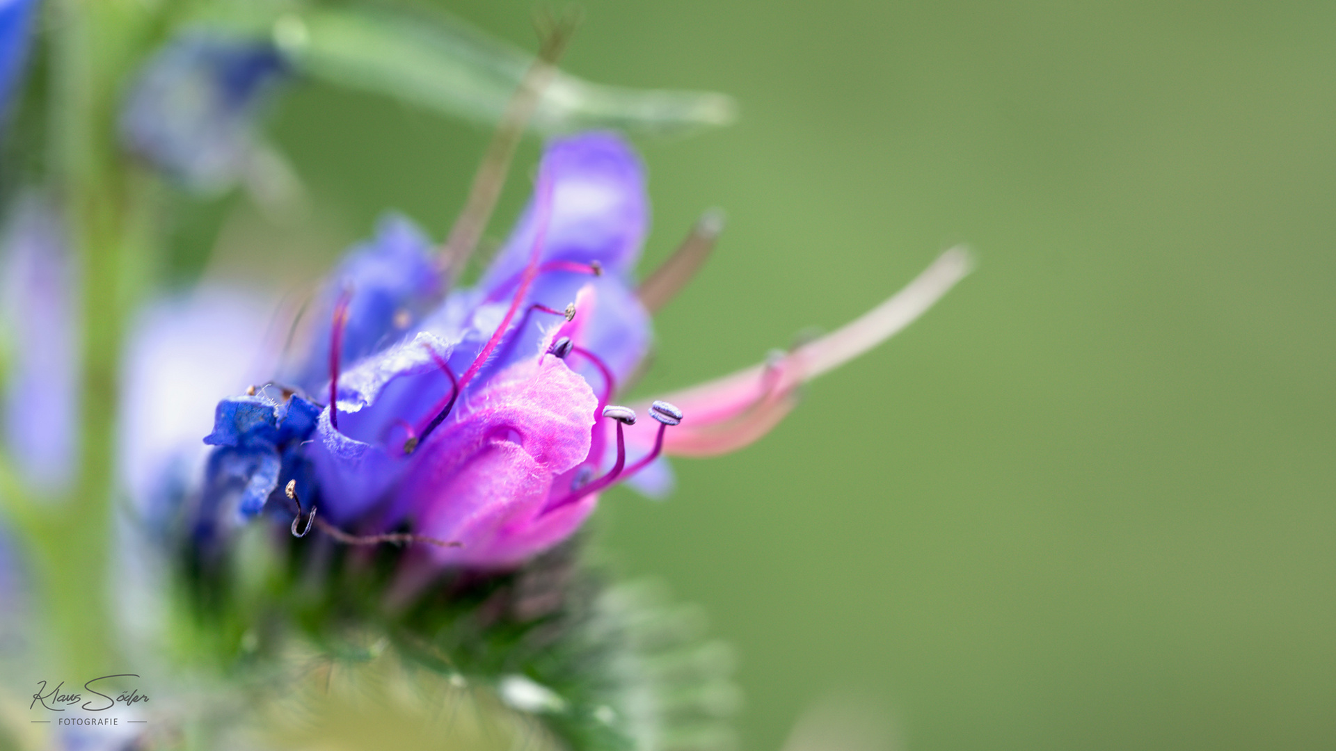 Natternkopf (Echium vulgare)