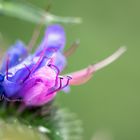 Natternkopf (Echium vulgare)