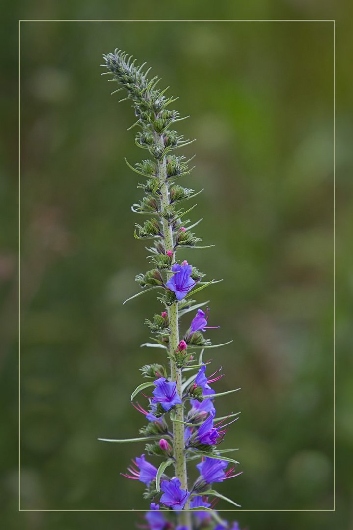 Natternkopf (Echium vulgare)