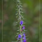 Natternkopf (Echium vulgare)