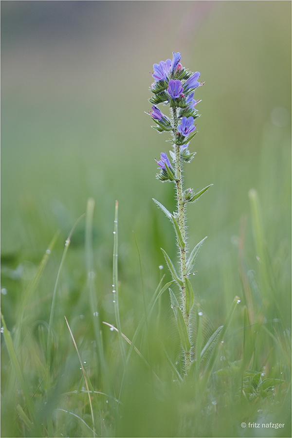 Natternkopf ( Echium vulgare )